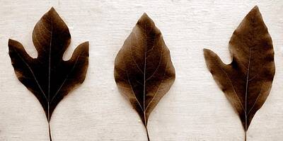 Beer Photos - Sassafras Leaves in Sepia by Michelle Calkins