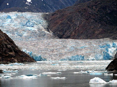 Animals Royalty-Free and Rights-Managed Images - Sawyer Glacier by Jennifer Wheatley Wolf