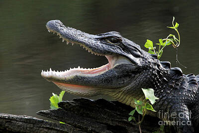 Reptiles Royalty Free Images - Say Aah - American Alligator Royalty-Free Image by Meg Rousher