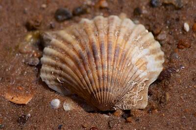 Wine Down Rights Managed Images - Scallop Shell Royalty-Free Image by Allan Morrison