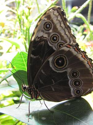 Animals Royalty-Free and Rights-Managed Images - Scarce Morpho by Jennifer Wheatley Wolf
