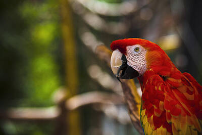 Studio Grafika Typography Royalty Free Images - Scarlet Macaw Royalty-Free Image by Bradley R Youngberg