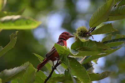 Dragons - Scarlet Tanager 12 by Lawrence Hess