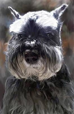 Portraits Royalty-Free and Rights-Managed Images - Schnauzer Portrait by Portraits By NC