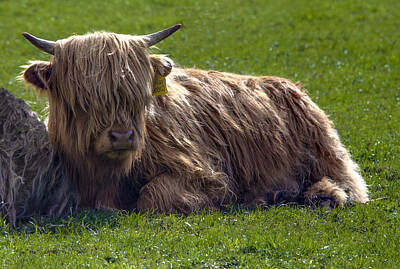 Abstract Landscape Photos - Scottish Highland Cattle 3                          by Paul Cannon