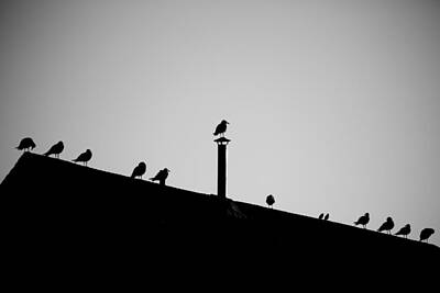 Modern Kitchen Royalty Free Images - Sea Gulls in Silhouette Royalty-Free Image by Allan Morrison