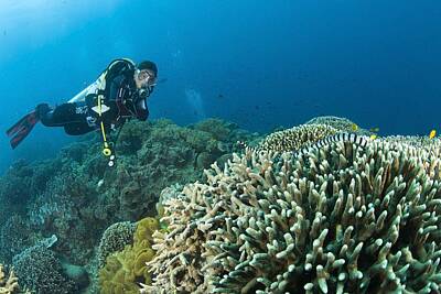 Athletes Royalty Free Images - Sea Krait And Scuba Diver, Apo Island Royalty-Free Image by Stuart Westmorland