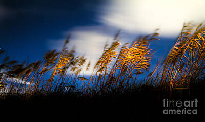 Wild Horse Paintings - Sea Oats at Night by Jeff Turpin