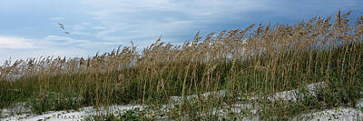 Life Magazine Covers - Sea Oats Panorama No.1  by Marc Ward
