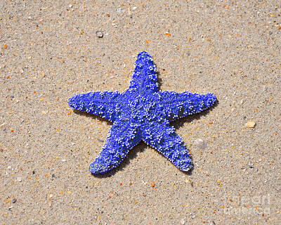 Easter Bunny Rights Managed Images - Sea Star - Dark Blue Royalty-Free Image by Al Powell Photography USA