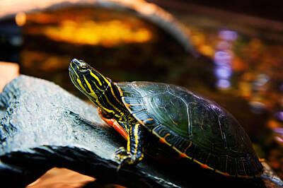 Reptiles Royalty-Free and Rights-Managed Images - Sea Turtle by Celestial Images