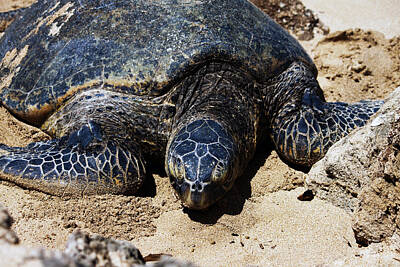 Reptiles Rights Managed Images - Sea Turtle Royalty-Free Image by Edward Hawkins II