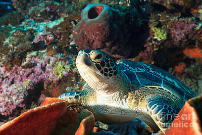 Reptiles Photos - Sea turtle by MotHaiBaPhoto Prints