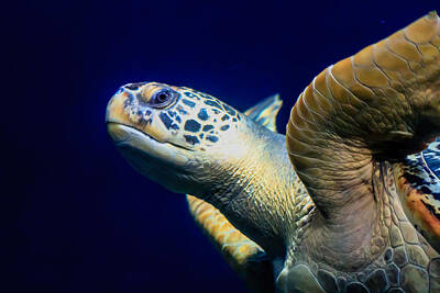 Reptiles Digital Art - Sea Turtle by Ray Shiu