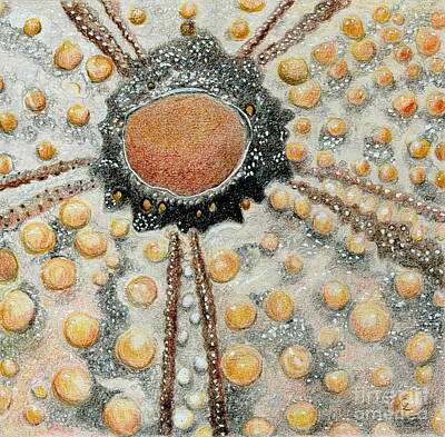 Beach Drawings - Sea Urchin by Glenda Zuckerman