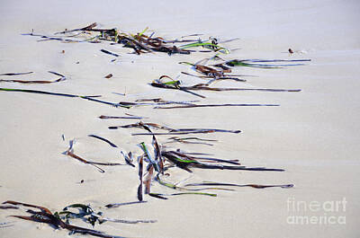 Botanical Farmhouse - Seagrass pattern on sandy beach by Ingela Christina Rahm