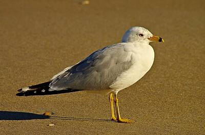 Donut Heaven - Seagull on the beach by Willard Killough III