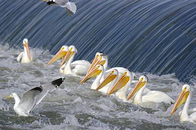 Birds Royalty-Free and Rights-Managed Images - Seagulls Intrude Upon The Pelican Social Gathering by Jeff Swan