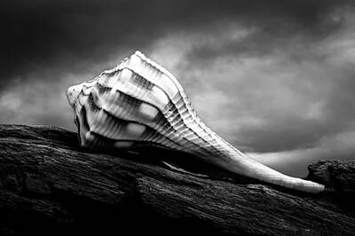 Surrealism Photo Royalty Free Images - Seashell Without The Sea Royalty-Free Image by Bob Orsillo