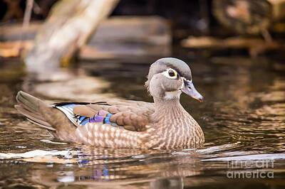 Nikki Vig Rights Managed Images - Secluded - Wood Duck Royalty-Free Image by Nikki Vig