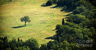 Abstract Landscape Photos - Separate Tree by THP Creative