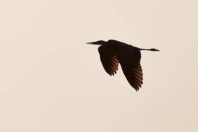 Outerspace Patenets Royalty Free Images - Sepia Heron Royalty-Free Image by Thomas Parsons