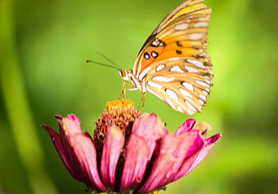 Tracy Brock Royalty-Free and Rights-Managed Images - Serene Butterfly by Tracy Brock