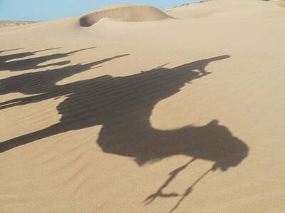 Travel Pics Royalty Free Images - Shadows Of Camels And Tourists Royalty-Free Image by Charles Bowman