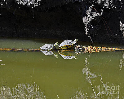 Reptiles Photo Royalty Free Images - Sharing Sliders Royalty-Free Image by Al Powell Photography USA