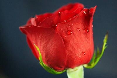 Birds Royalty-Free and Rights-Managed Images - Side view of a wet rose by Jeff Swan