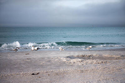 Beach Photos - Siesta Key Morning Gulls by Betsy Knapp