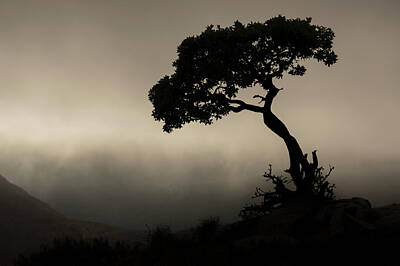 University Icons - Silhouette Of A Tree Against A Stormy by Robert Postma