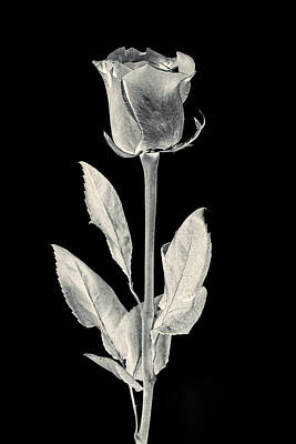 Florals Photos - Silver Rose by Adam Romanowicz