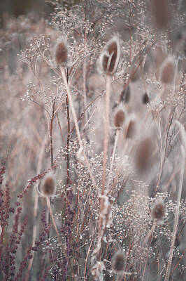 Target Eclectic Global Royalty Free Images - Silver Shades of Wild Grass 2 Royalty-Free Image by Jenny Rainbow