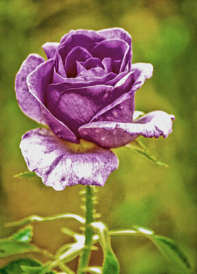 Tracy Brock Royalty-Free and Rights-Managed Images - Simple Rose 2 by Tracy Brock