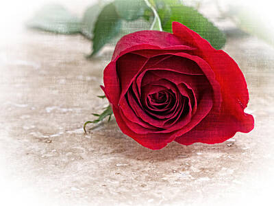 Roses Royalty Free Images - Single Red Rose Royalty-Free Image by Edward Fielding