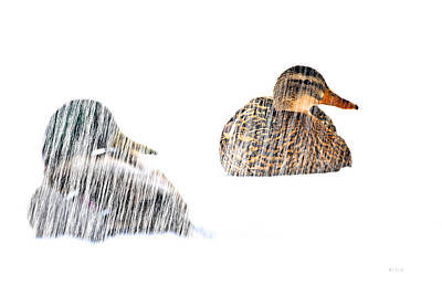 Birds Photos - Sitting Ducks in a blizzard by Bob Orsillo