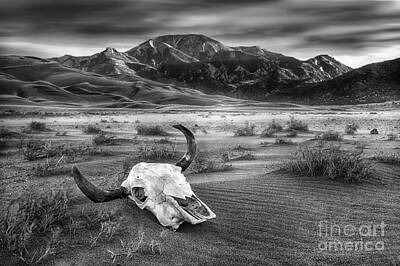 Red Foxes - Skull in the Desert bw by Jerry Fornarotto