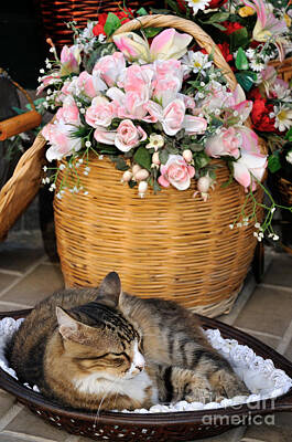 Western Buffalo - Sleeping cat at flower shop by George Atsametakis