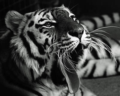 Animals Photo Rights Managed Images - Sleepy Tiger Royalty-Free Image by Martin Newman