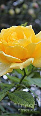 Roses Photo Royalty Free Images - Slim Rose Royalty-Free Image by Clare Bevan