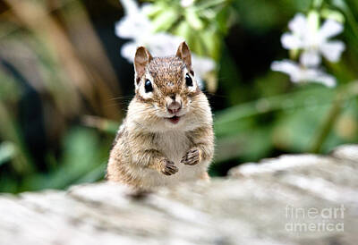 Go For Gold - Smiling Chipmunk by Cheryl Baxter