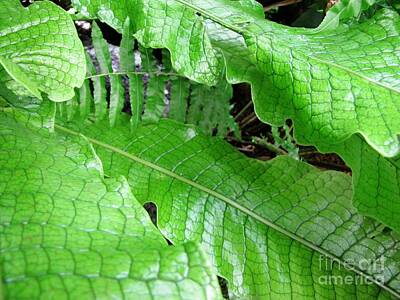 Animals Photos - Snake Skin Plant by Jennifer Wheatley Wolf