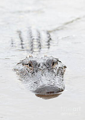 Reptiles Royalty-Free and Rights-Managed Images - Sneaky Swamp Gator by Carol Groenen