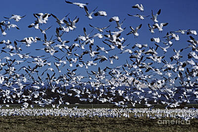Achieving - Snow Geese in flight by Jim Corwin