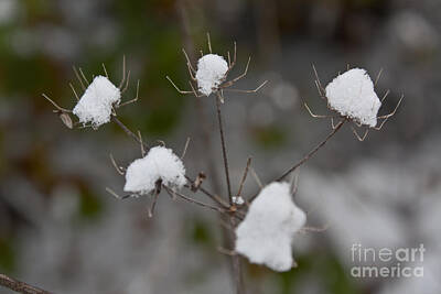 Easter Egg Hunt Royalty Free Images - Snow on Flower Royalty-Free Image by Kamen Ruskov