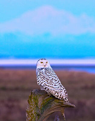 World War 2 Action Photography Rights Managed Images - Snow owl at sunset Royalty-Free Image by Rob Mclean 