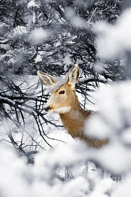 Steven Krull Royalty-Free and Rights-Managed Images - Snowstorm Doe by Steven Krull