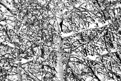 Abstract Graphics - Snowy Aspen by Jon Burch Photography