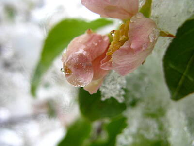 Floral Photos - Snowy Drop by Rhonda Barrett